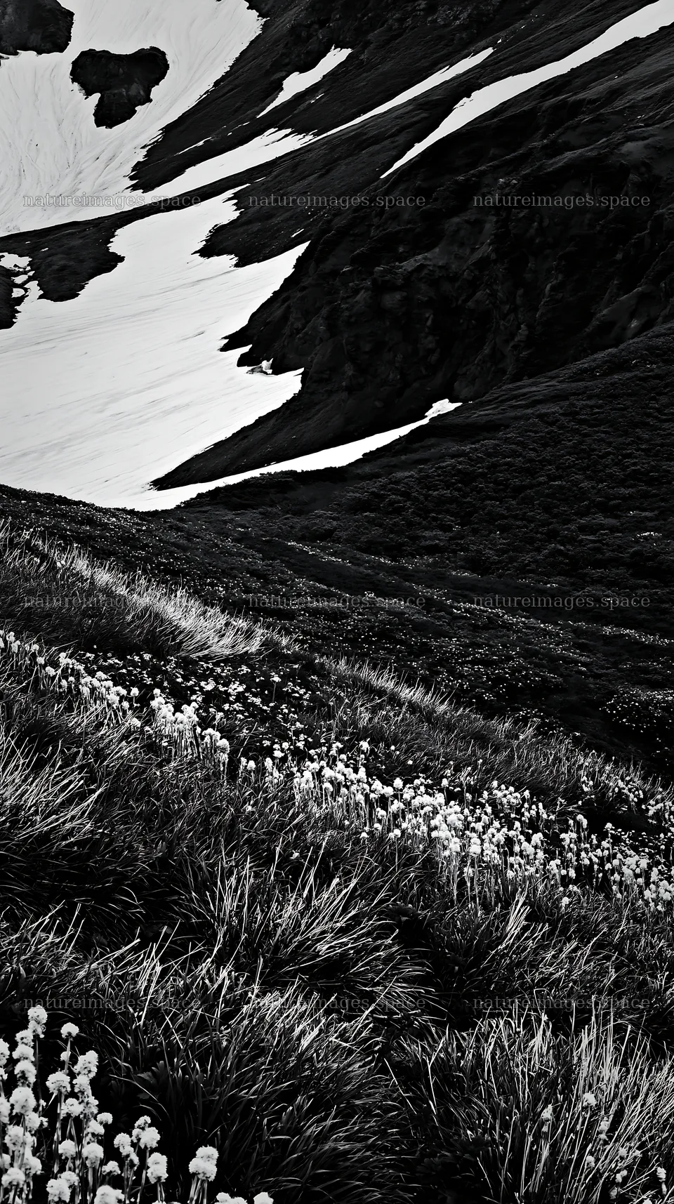 Akita snowmelt meadow with silver grasses under clear skies – nature images 5938x10608