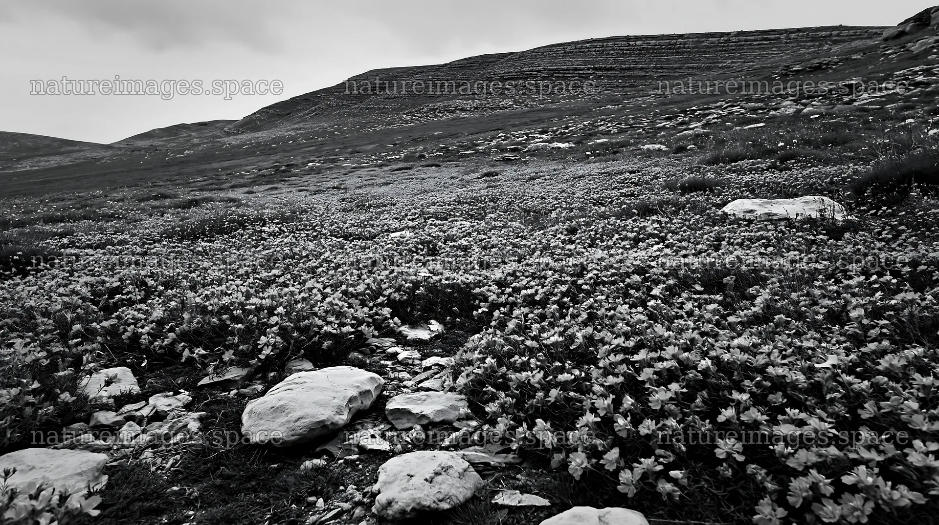 Cloudy rockrose meadow on limestone slope – nature images 10608x5938