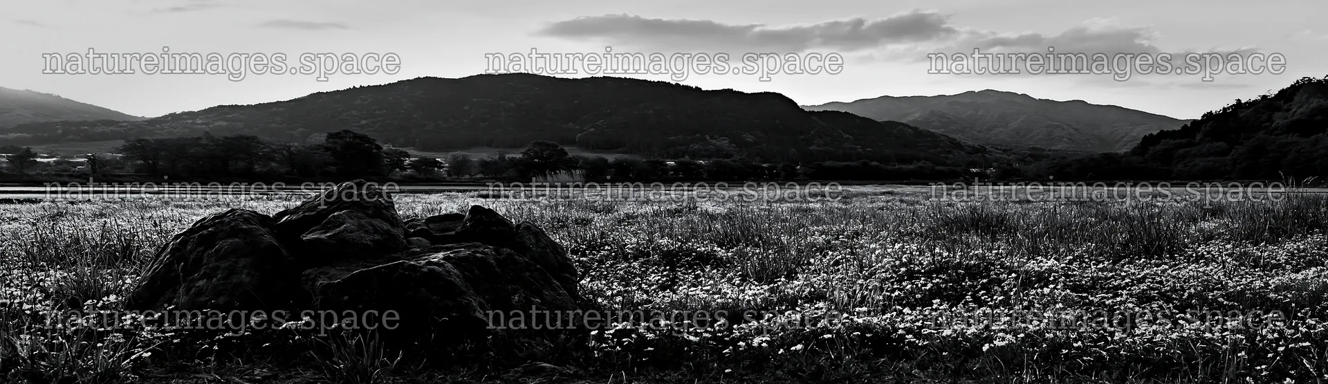 Kyoto spring wildflower meadow stone foreground – nature images 14762x4268