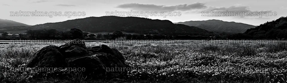 Kyoto spring wildflower meadow stone foreground – nature images 14762x4268