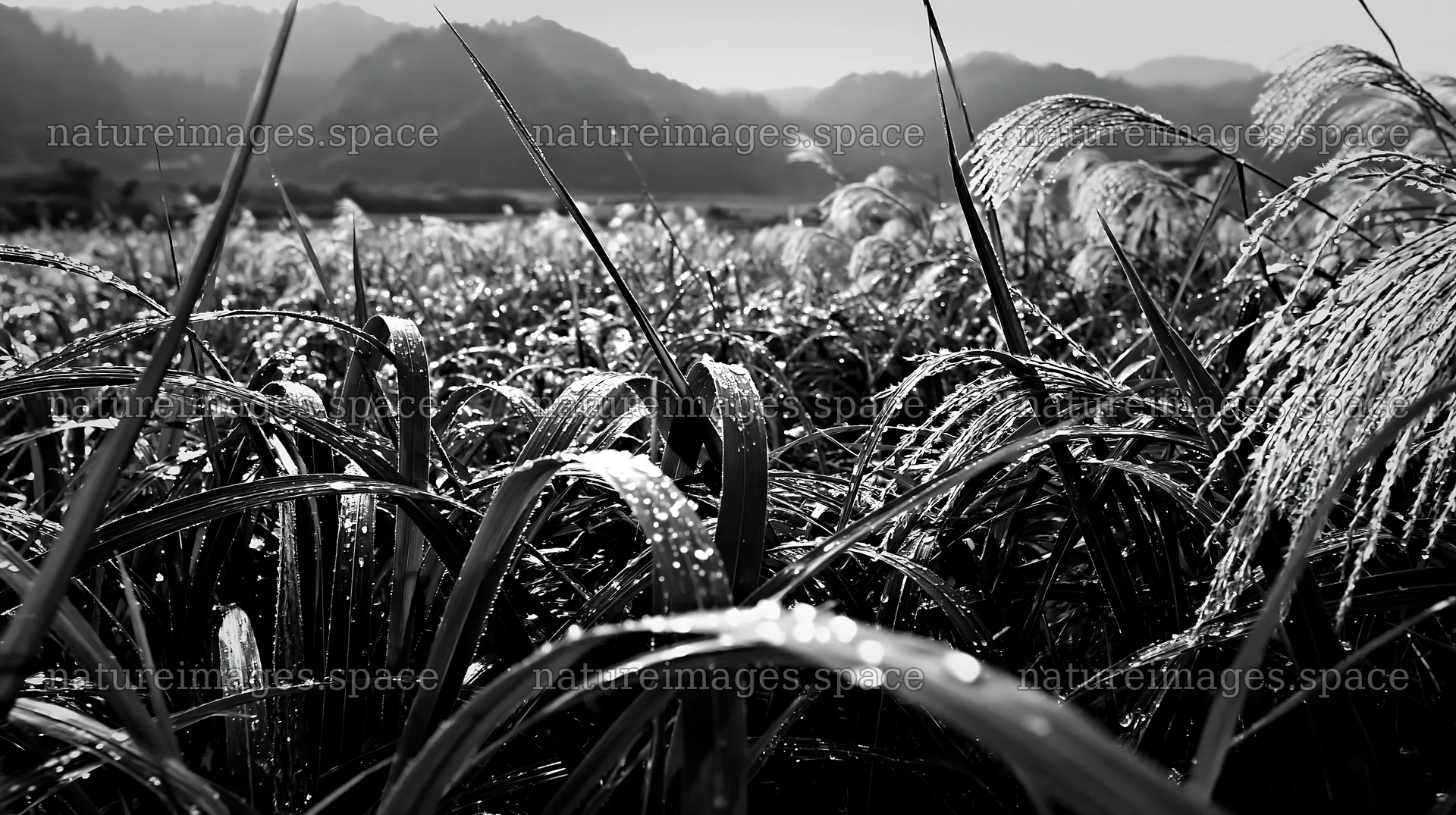 Fukui native grass meadow rain droplets in morning light – nature images 10608x5938