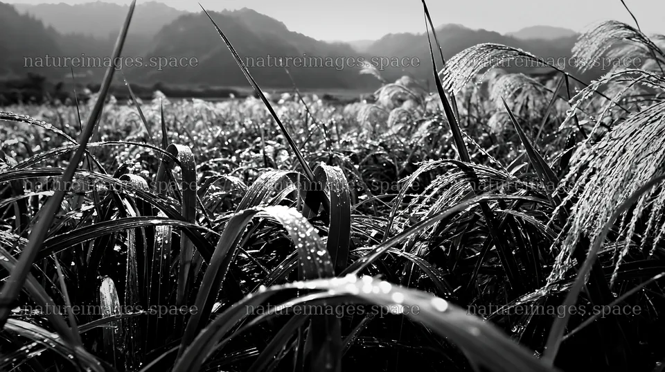 Fukui native grass meadow rain droplets in morning light – nature images 10608x5938