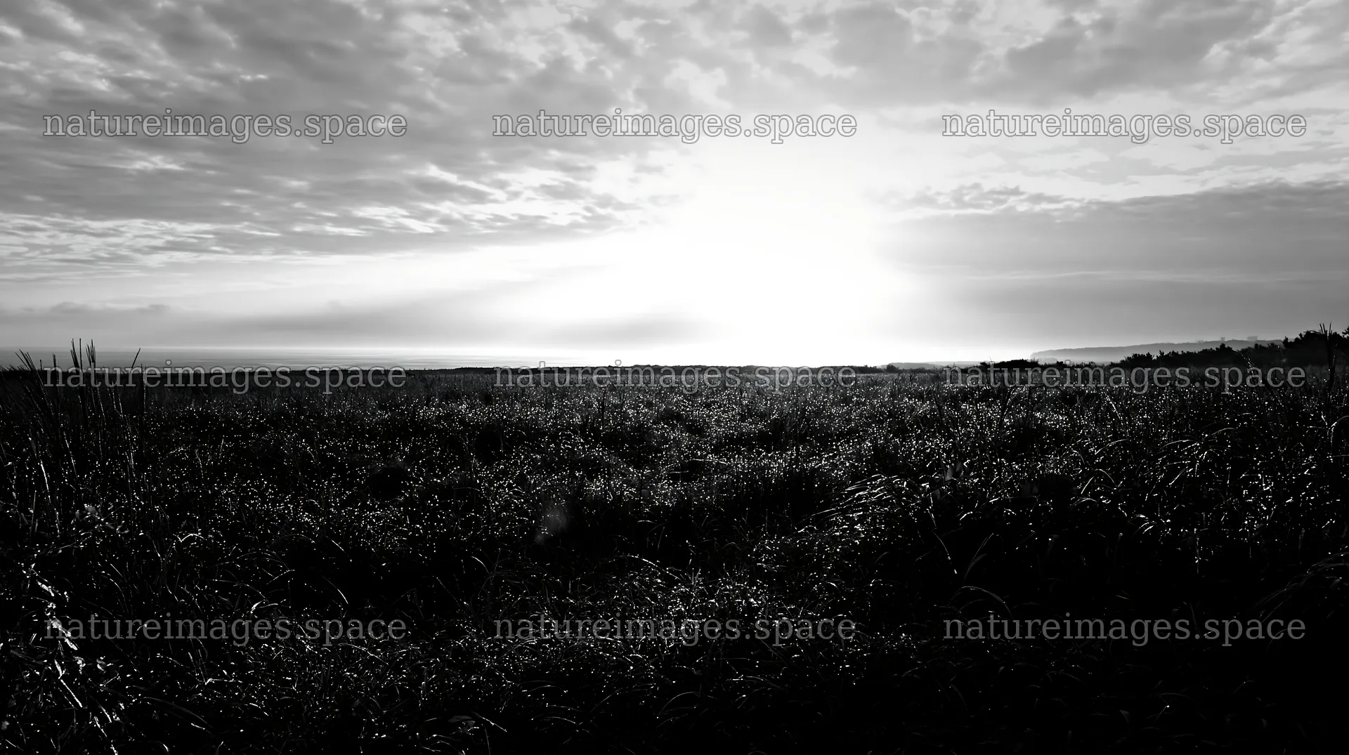 Miyazaki sunrise meadow dew covered sedges at dawn – nature images 10608x5938