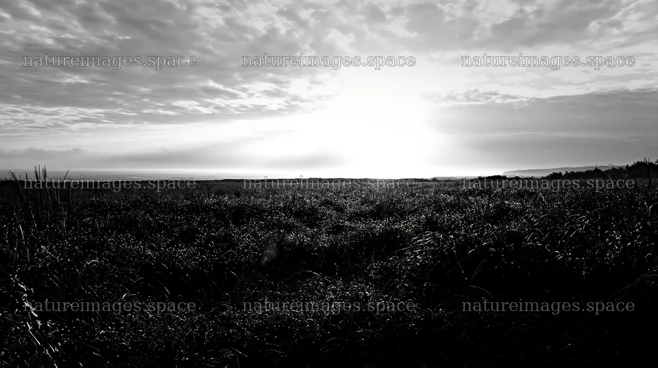 Miyazaki sunrise meadow dew covered sedges at dawn – nature images 10608x5938