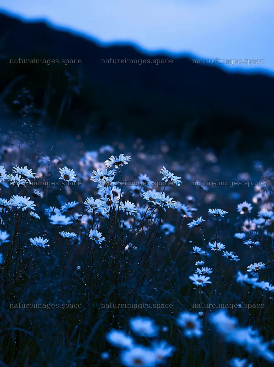 Silver dew on wildflowers in a meadow at twilight – nature images 6866x9174