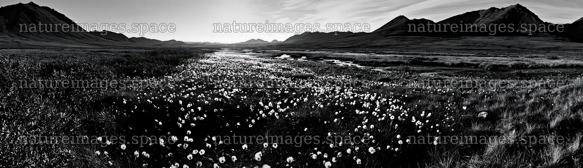 Cottongrass meadow under sunlight with mountains in the distance – nature images 14762x4268