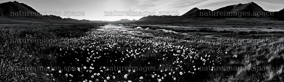Cottongrass meadow under sunlight with mountains in the distance – nature images 14762x4268
