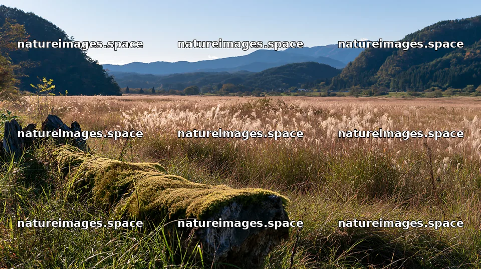 Gifu low carbon meadow mossy log in scenic landscape – nature images 10608x5938