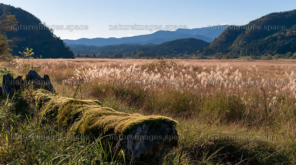Gifu low carbon meadow mossy log in scenic landscape – nature images 10608x5938