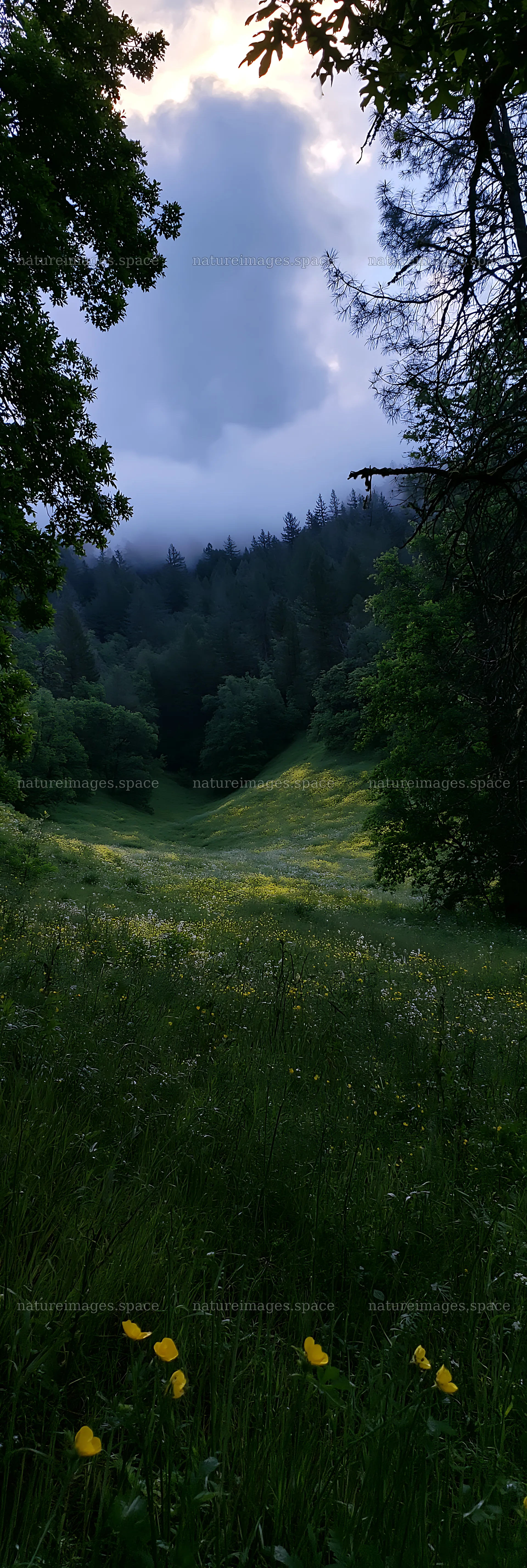Cloudy foothill meadow with trees and blooming flowers – nature images 4602x13690