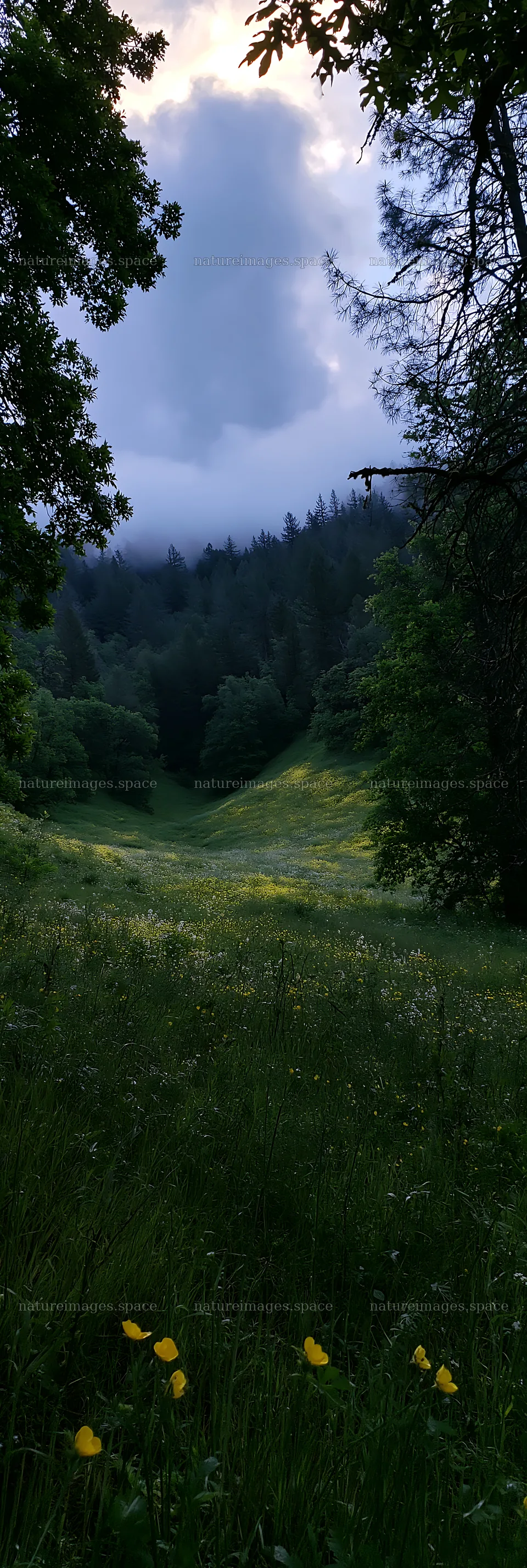 Cloudy foothill meadow with trees and blooming flowers – nature images 4602x13690
