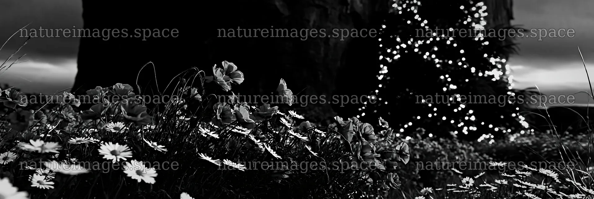 Christmas tree beside cave in meadow – nature images 13690x4602
