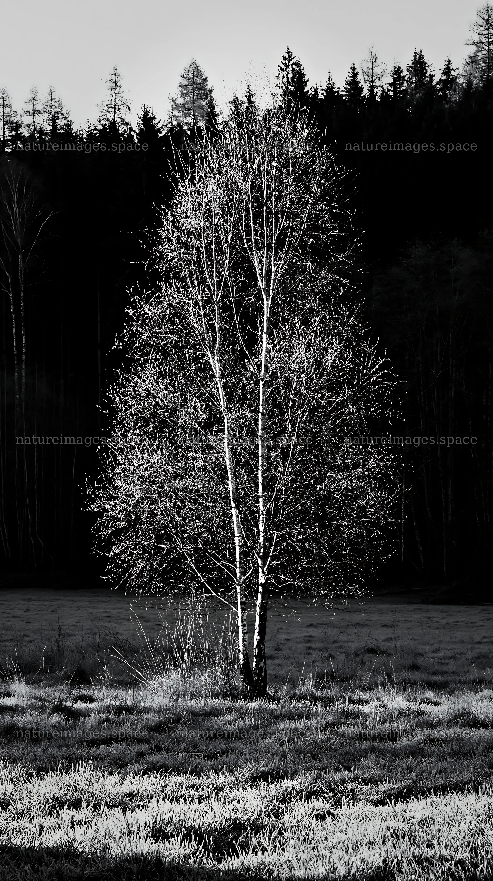 Natural Easter tree in a field with dark forest background – nature images 5938x10608
