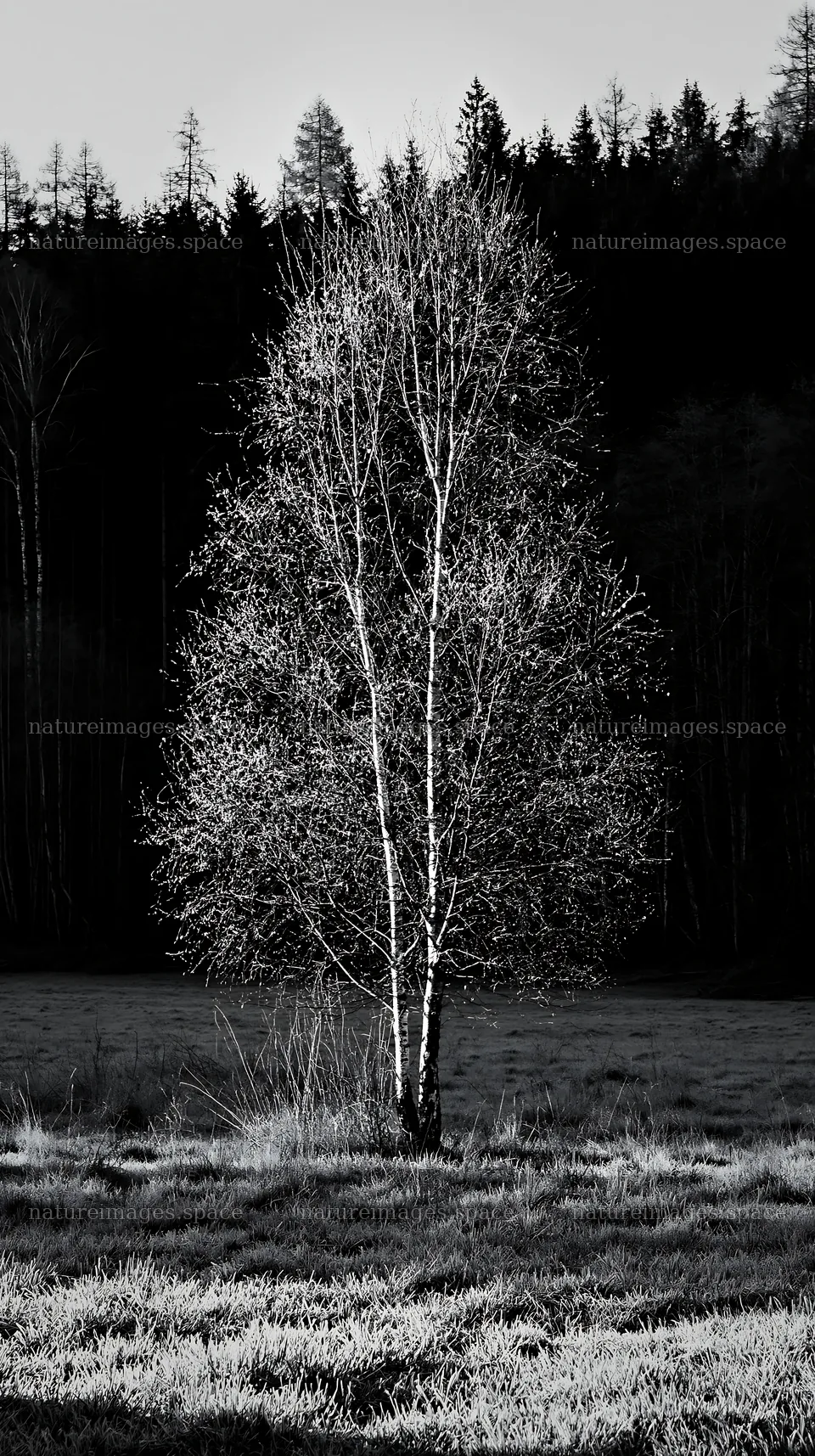 Natural Easter tree in a field with dark forest background – nature images 5938x10608
