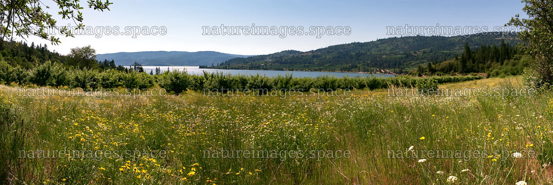 Lakeside orchard meadow with wildflowers in the sunlight – nature images 13690x4602