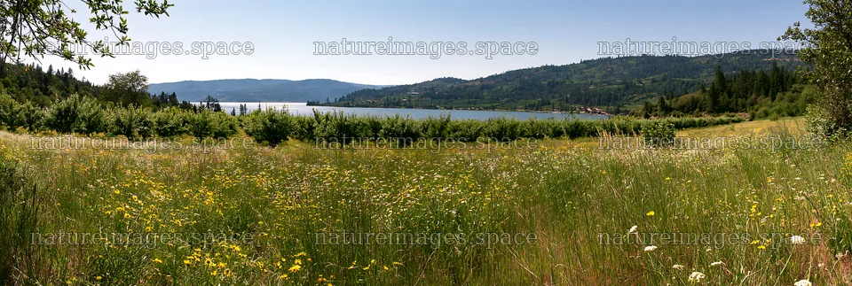Lakeside orchard meadow with wildflowers in the sunlight – nature images 13690x4602