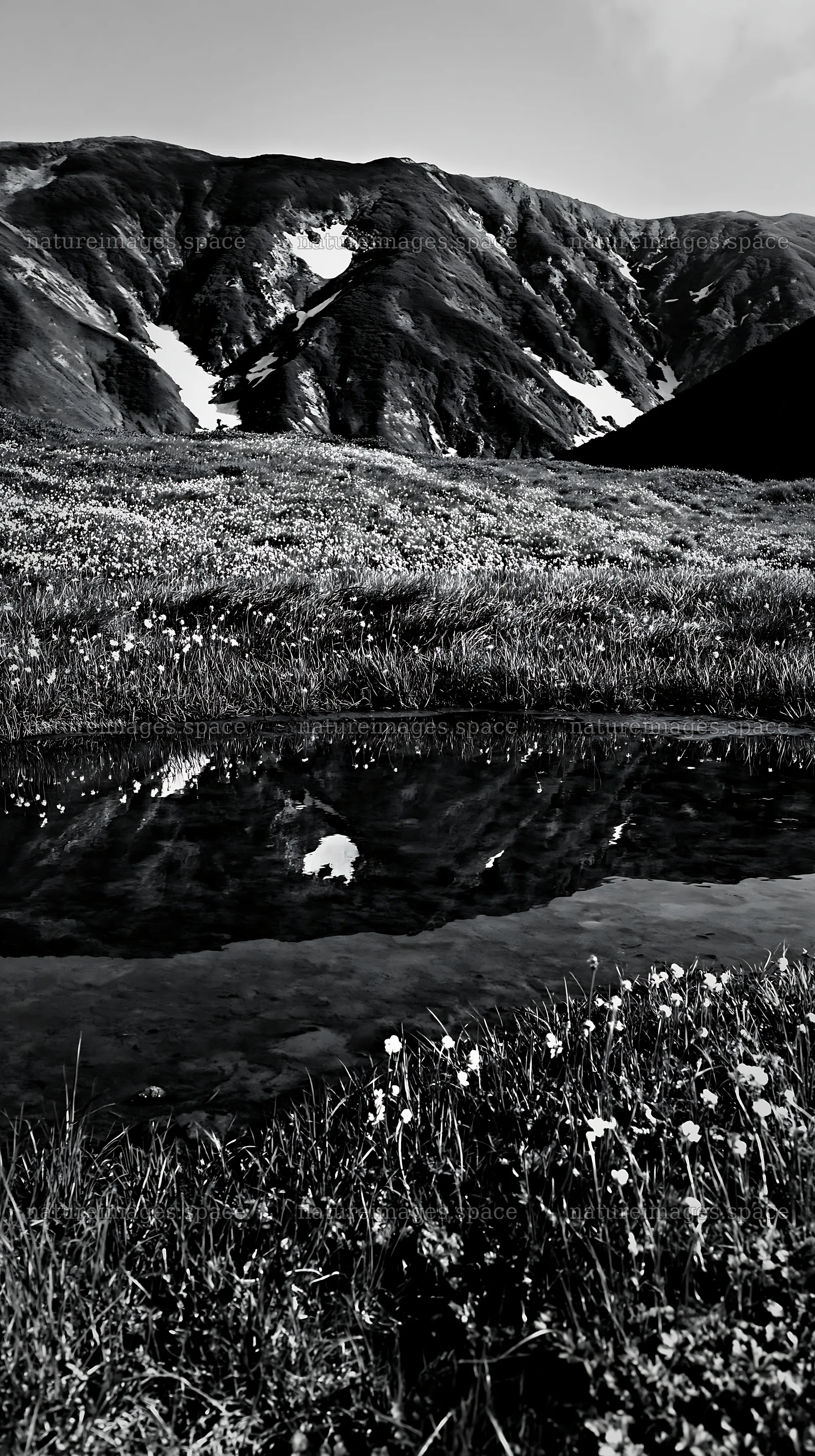 Akita snowmelt meadow with silver grasses and clear water – nature images 5938x10608