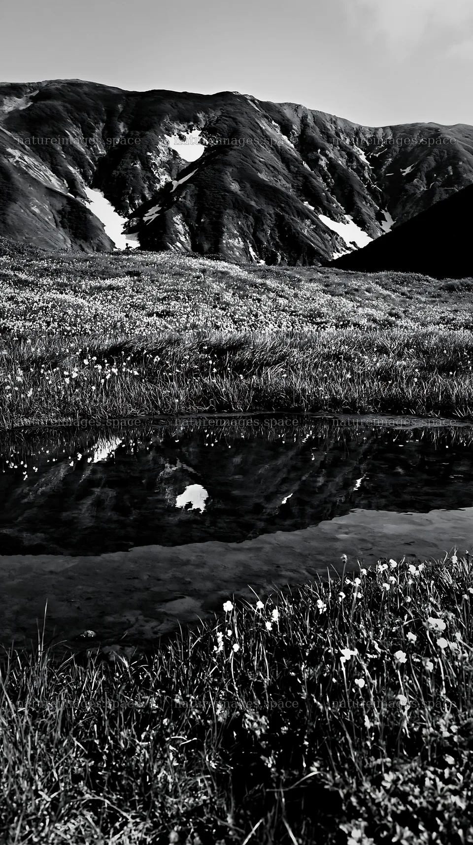 Akita snowmelt meadow with silver grasses and clear water – nature images 5938x10608