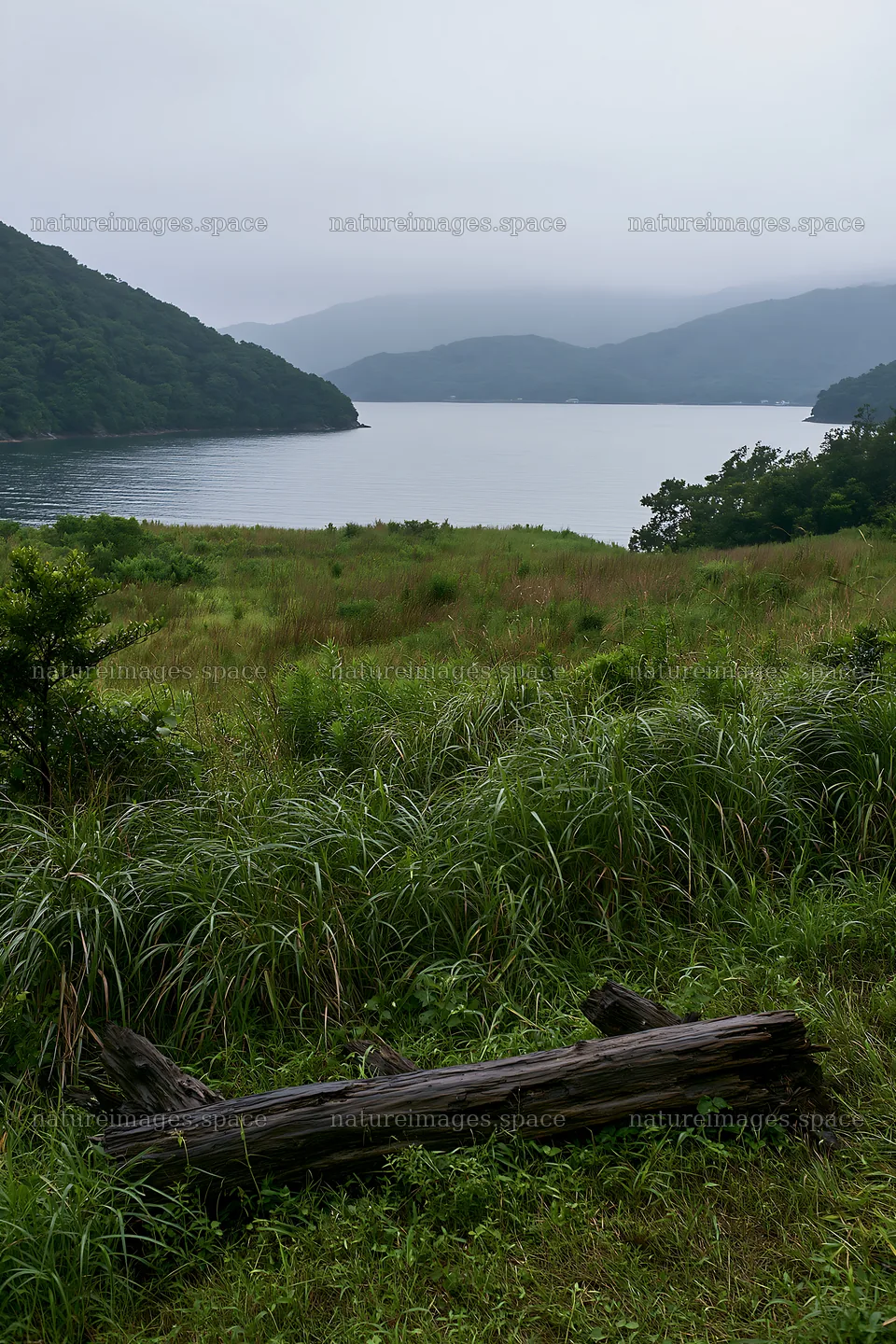 Nagasaki coastal meadow with driftwood and distant mountains – nature images 6480x9722