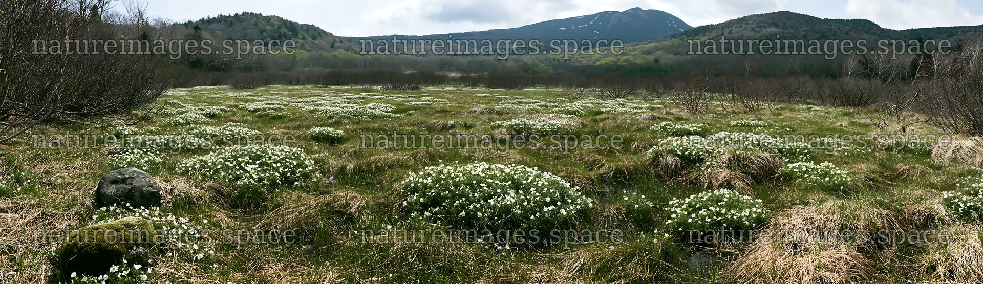 Miyagi spring recovery meadow mossy stone with blooming flowers – nature images 14762x4268