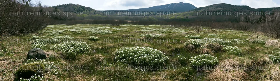 Miyagi spring recovery meadow mossy stone with blooming flowers – nature images 14762x4268