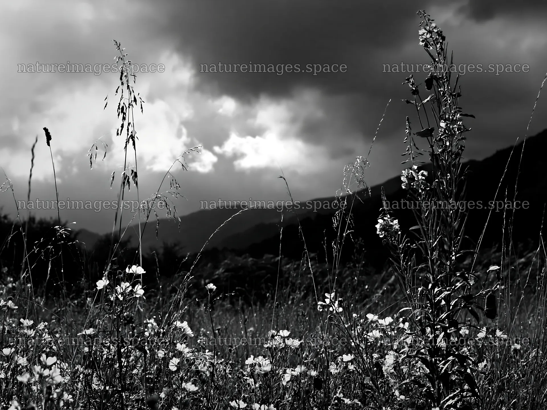 Christmas garlands in meadow under dramatic clouds and light – nature images 9174x6866