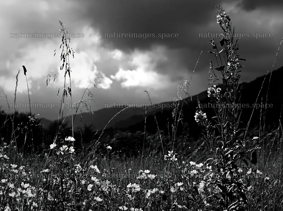 Christmas garlands in meadow under dramatic clouds and light – nature images 9174x6866
