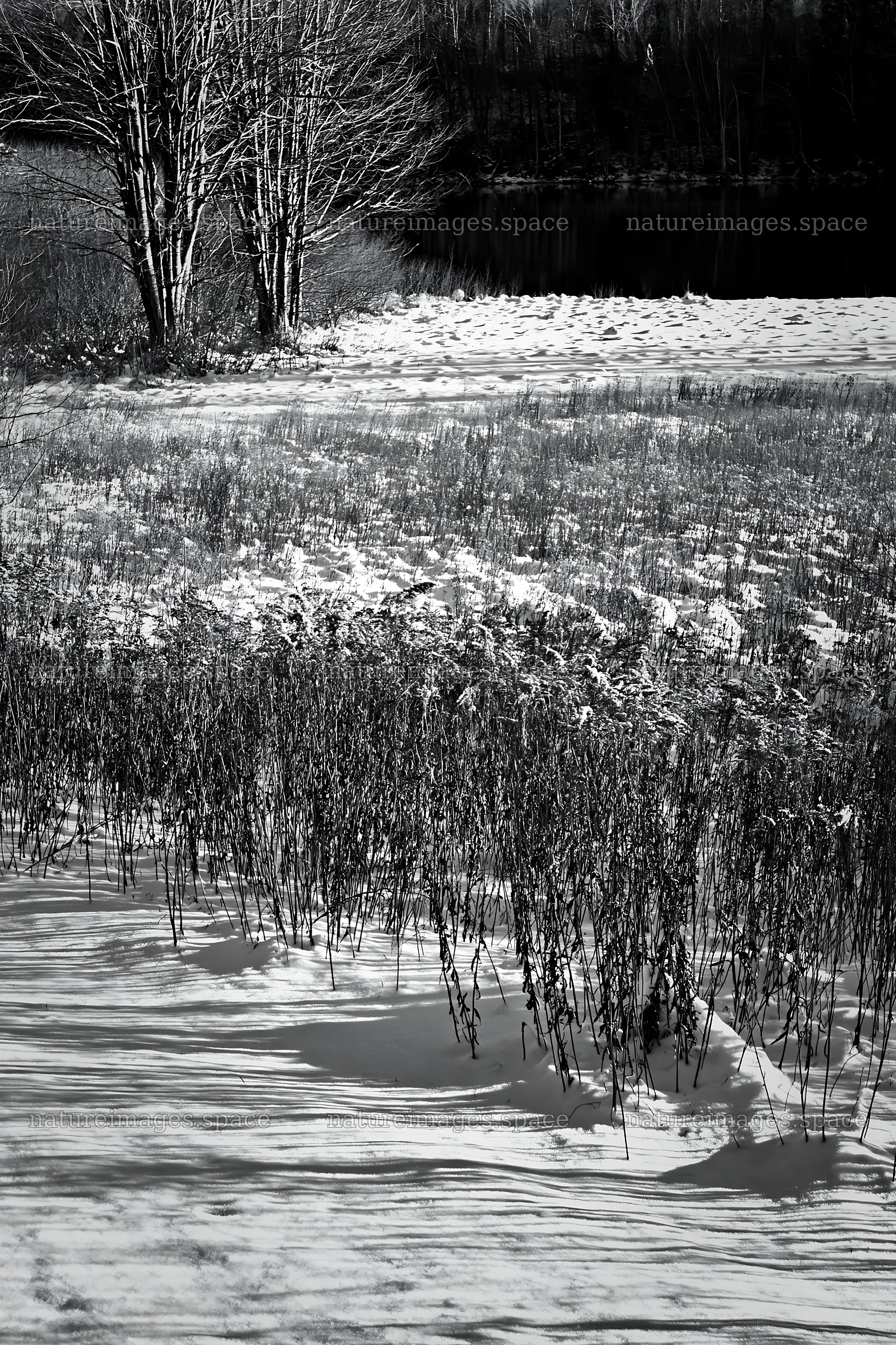 Lakeside meadow after first snowfall – nature images 6480x9722