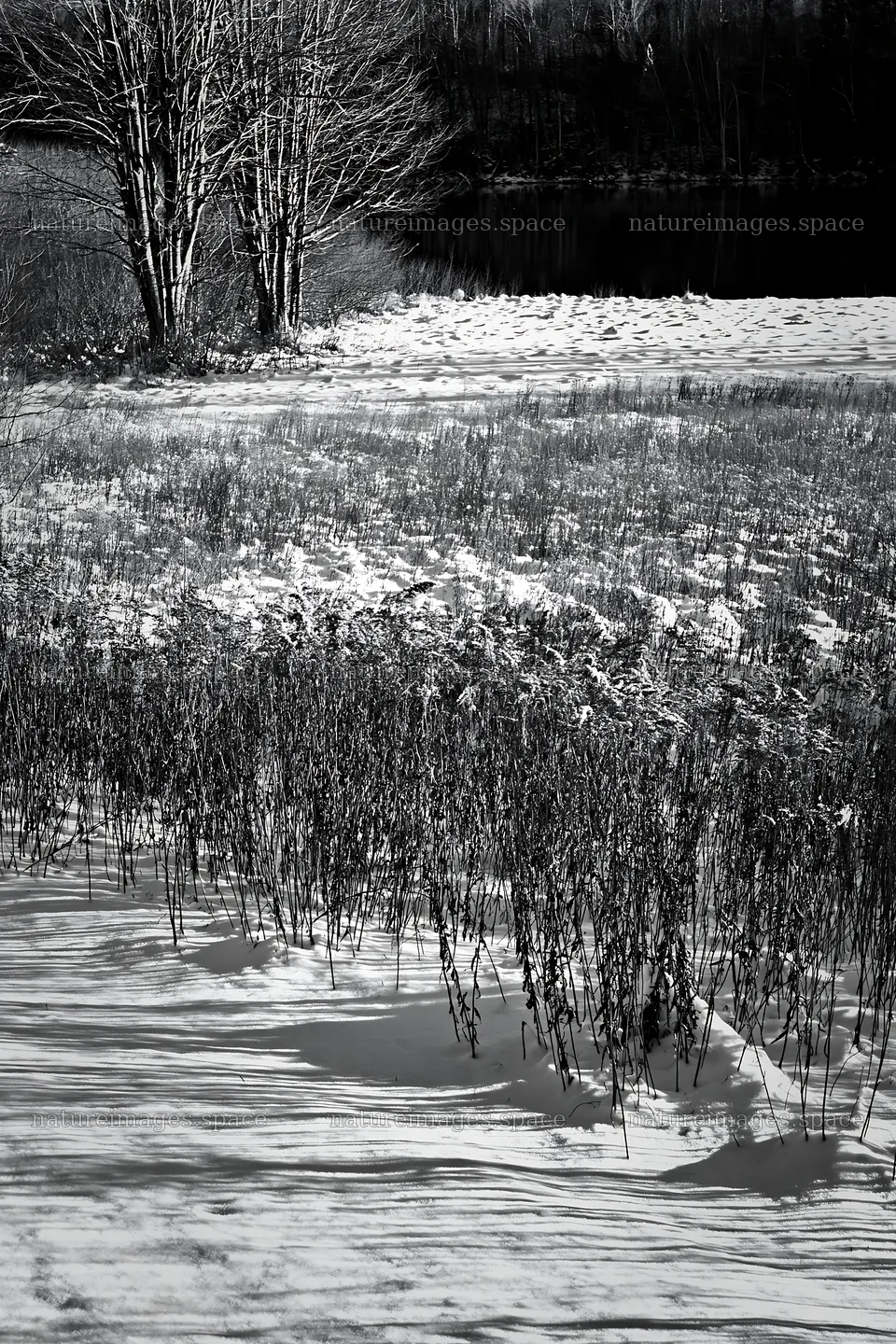 Lakeside meadow after first snowfall – nature images 6480x9722