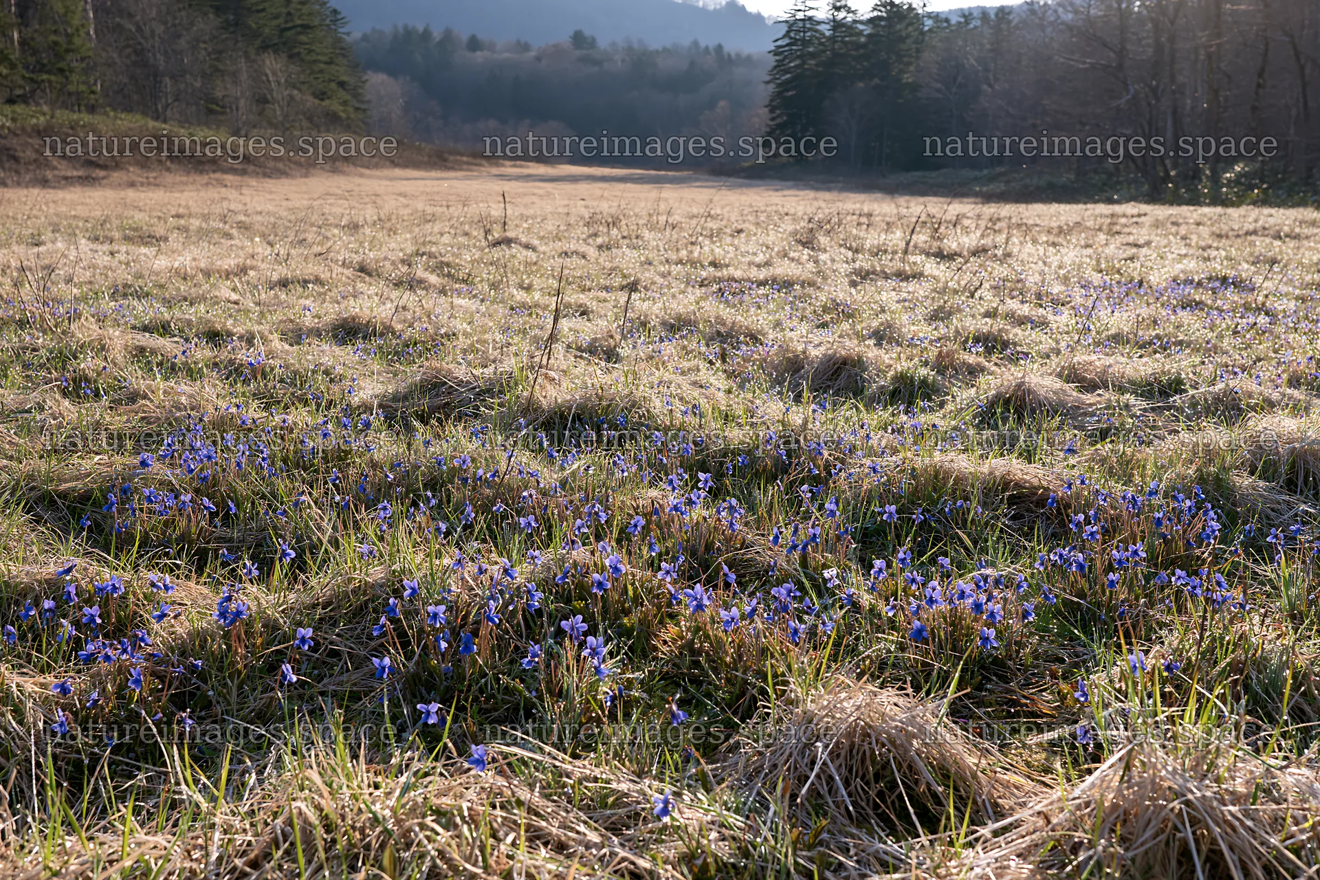 Expansive Hokkaido restoration meadow with dewdrops – nature images 9722x6480