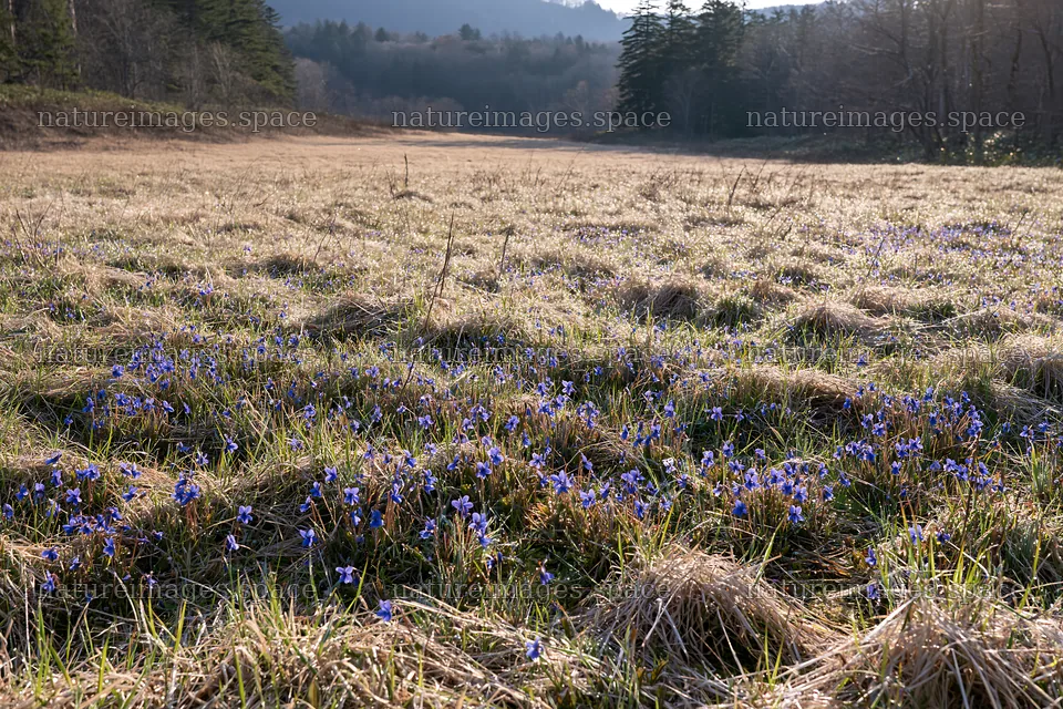 Expansive Hokkaido restoration meadow with dewdrops – nature images 9722x6480