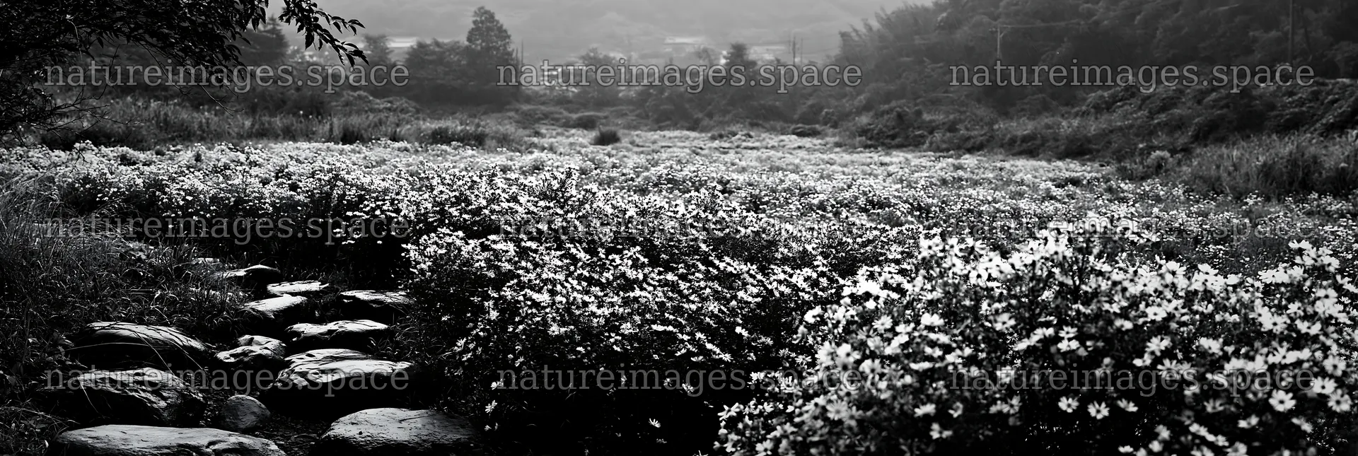 Hiroshima rainy meadow smooth rock foreground – nature images 13690x4602