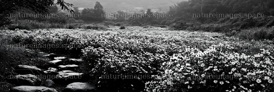 Hiroshima rainy meadow smooth rock foreground – nature images 13690x4602