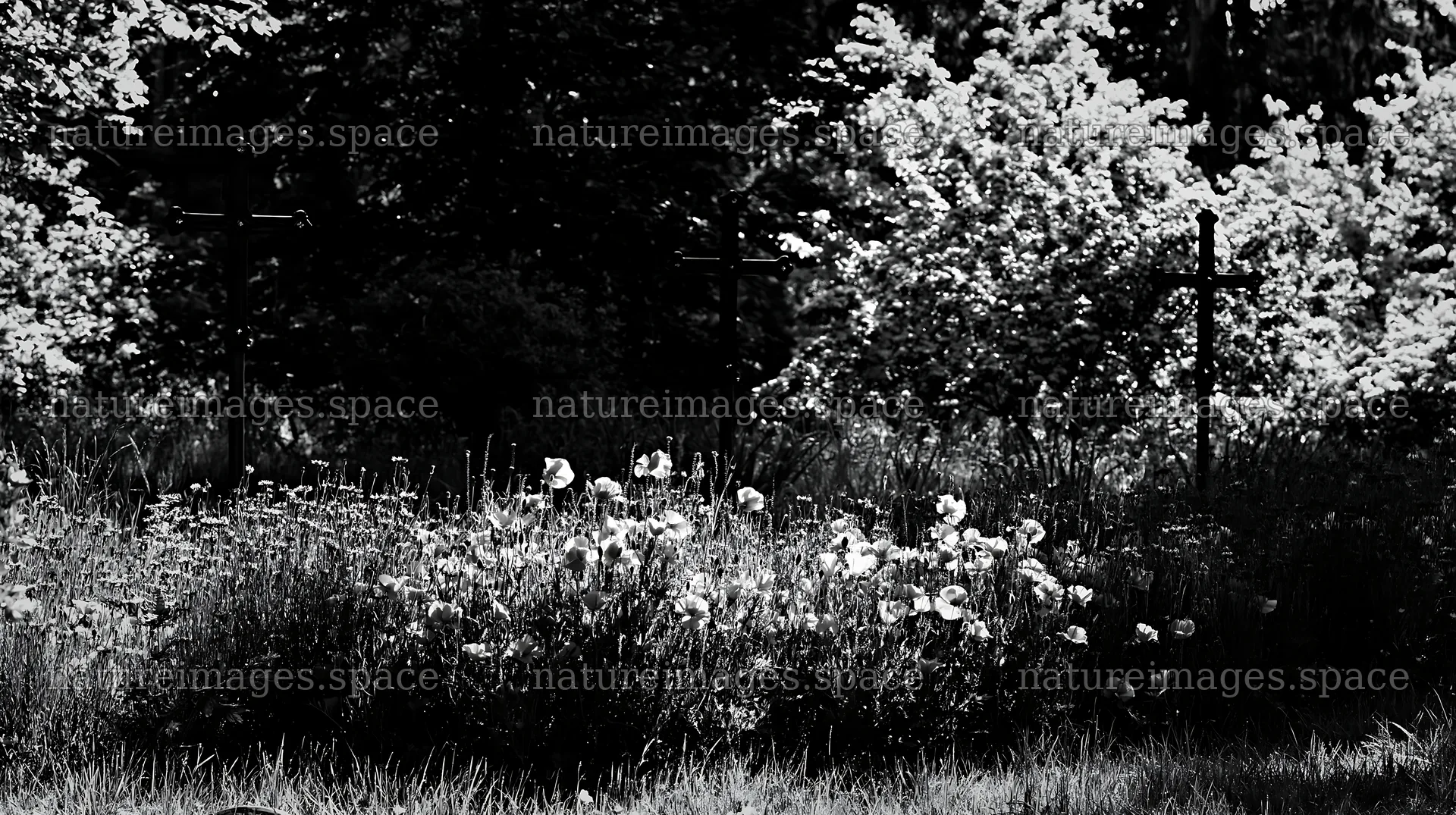 Three Christian crosses in quiet meadow with flowers – nature images 10608x5938