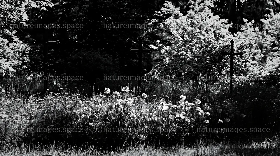Three Christian crosses in quiet meadow with flowers – nature images 10608x5938
