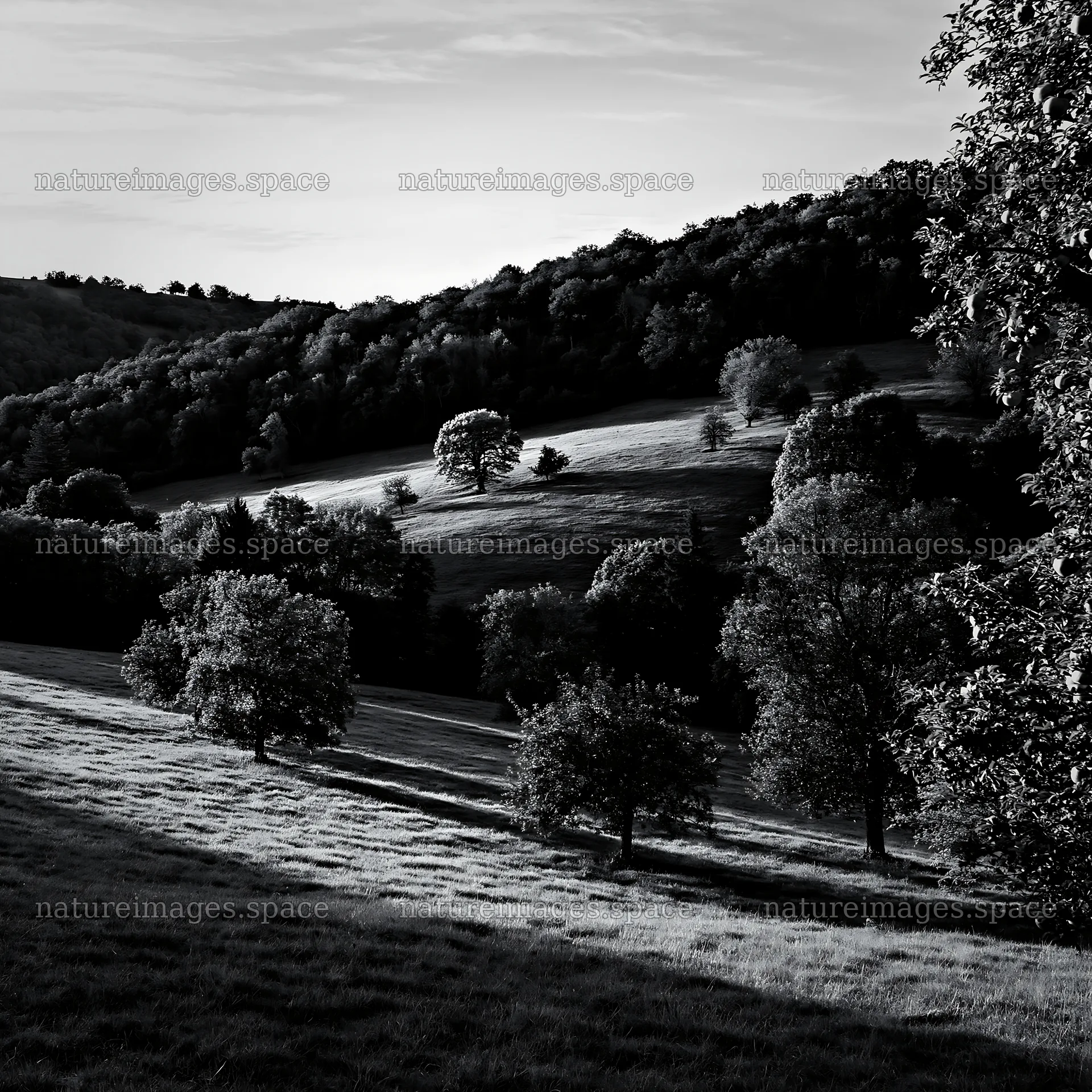 Sunset apple meadow with trees and gentle hills – nature images 7938x7938