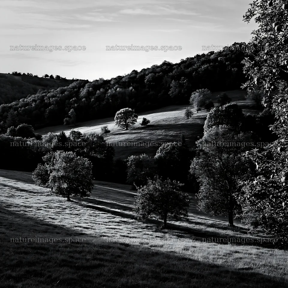 Sunset apple meadow with trees and gentle hills – nature images 7938x7938