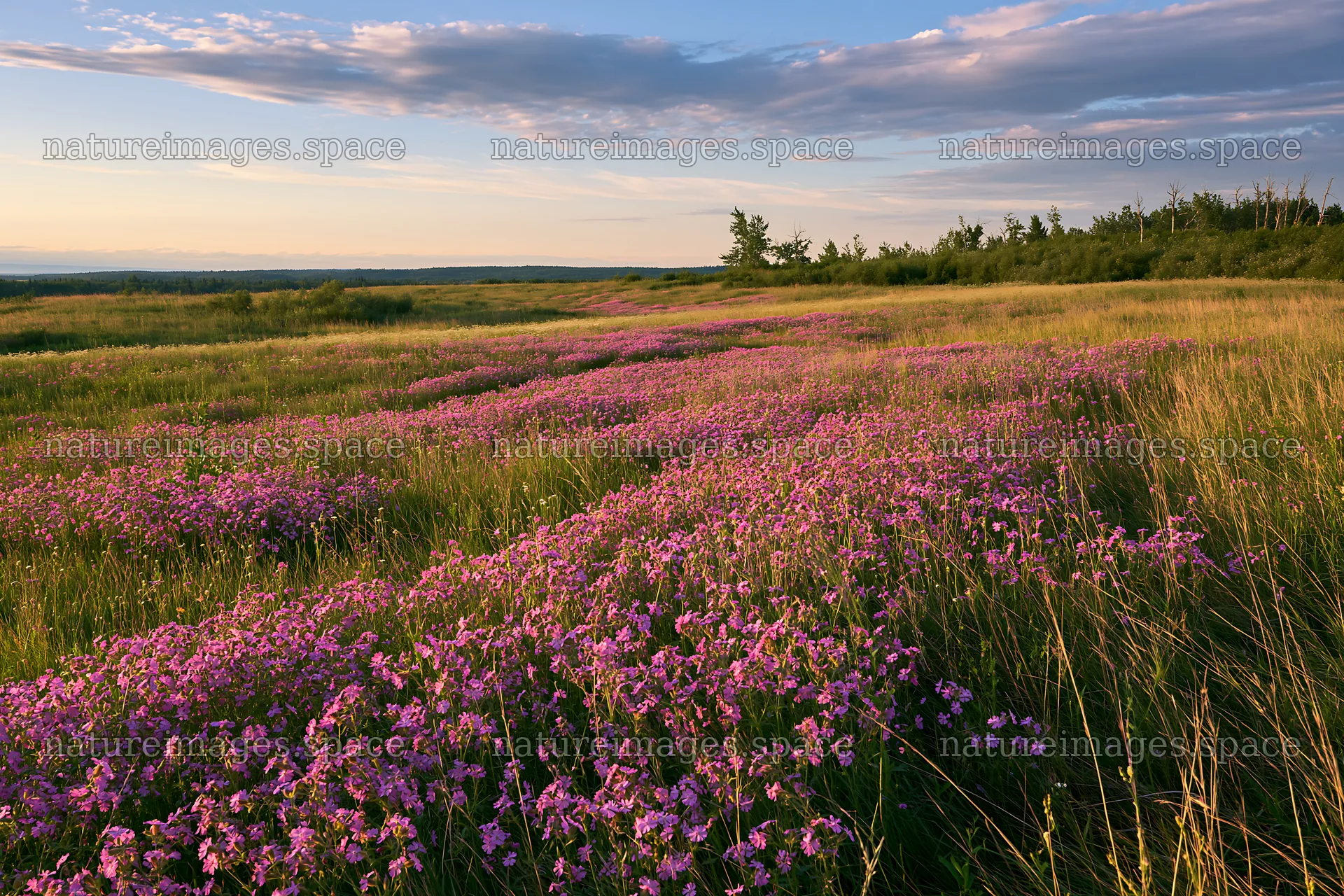 Pink campion meadow at sunset in summer landscape – nature images 9722x6480