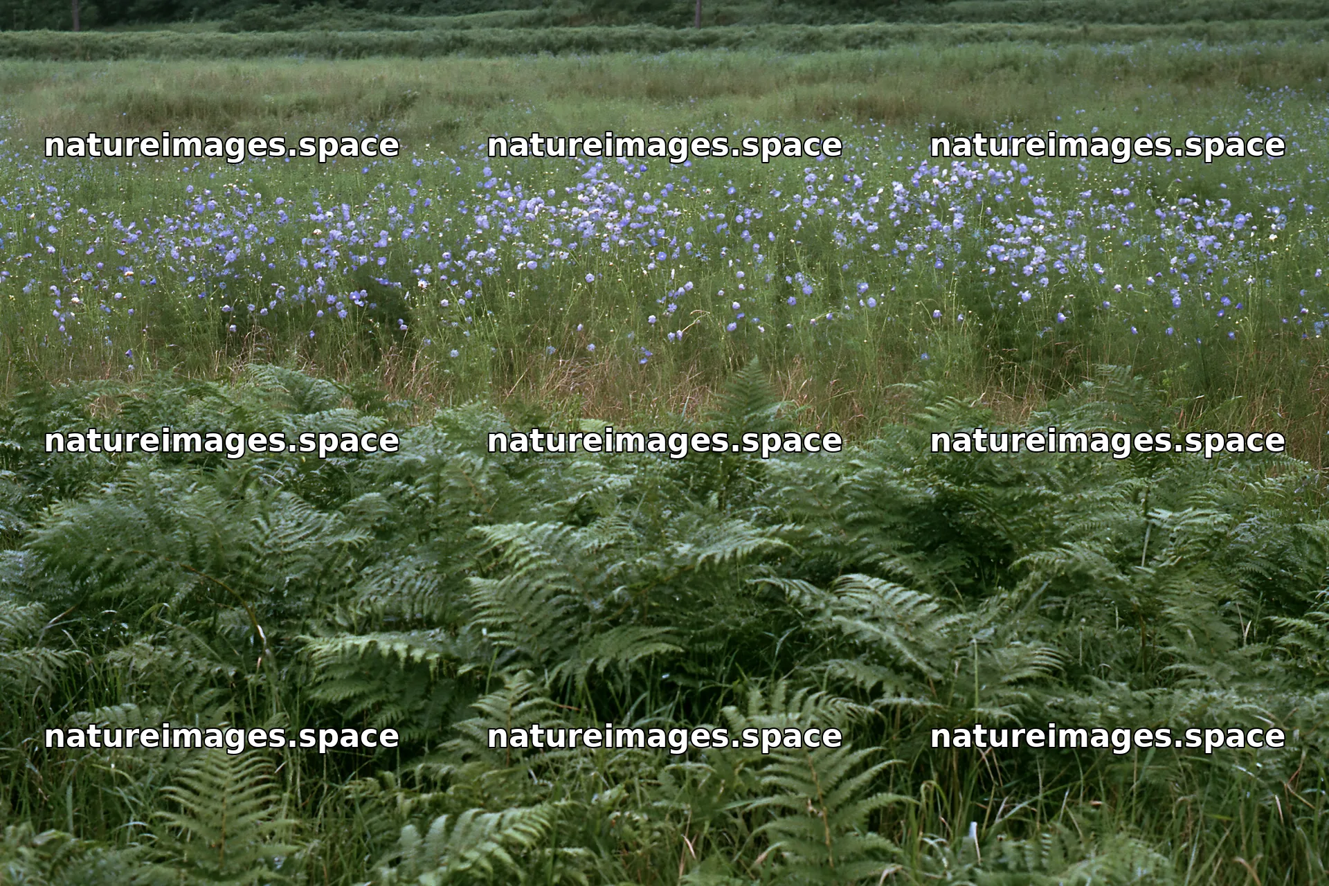 Nara summer meadow with fern foreground and wildflowers – nature images 9722x6480