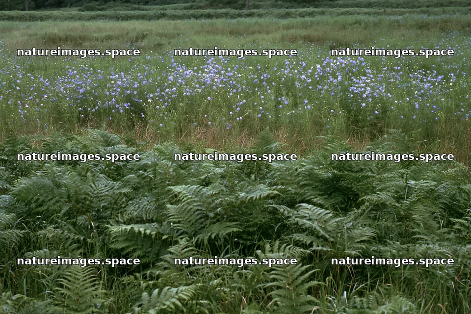 Nara summer meadow with fern foreground and wildflowers – nature images 9722x6480