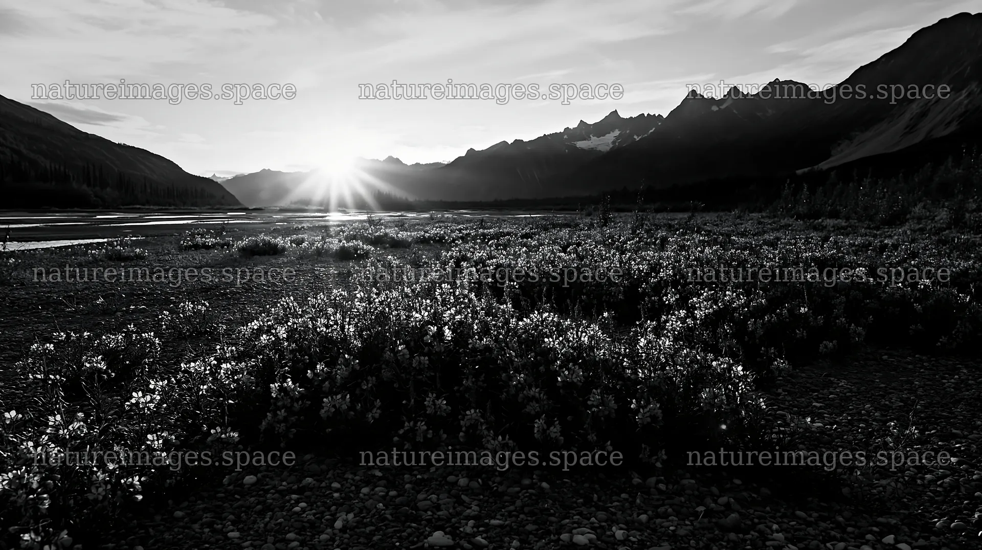 Fireweed meadow with sunset over mountains – nature images 10608x5938