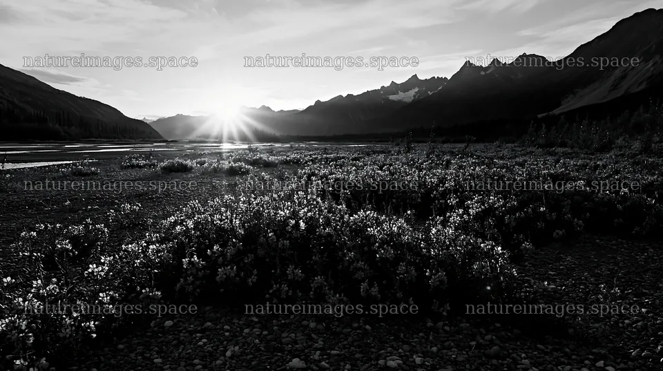 Fireweed meadow with sunset over mountains – nature images 10608x5938