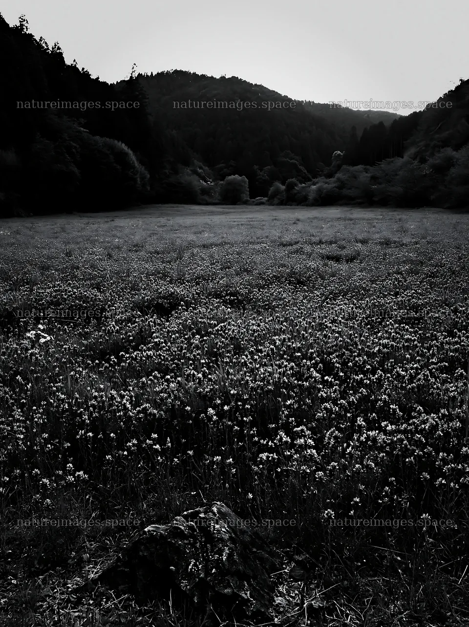 Kyoto spring wildflower meadow in black and white – nature images 6866x9174