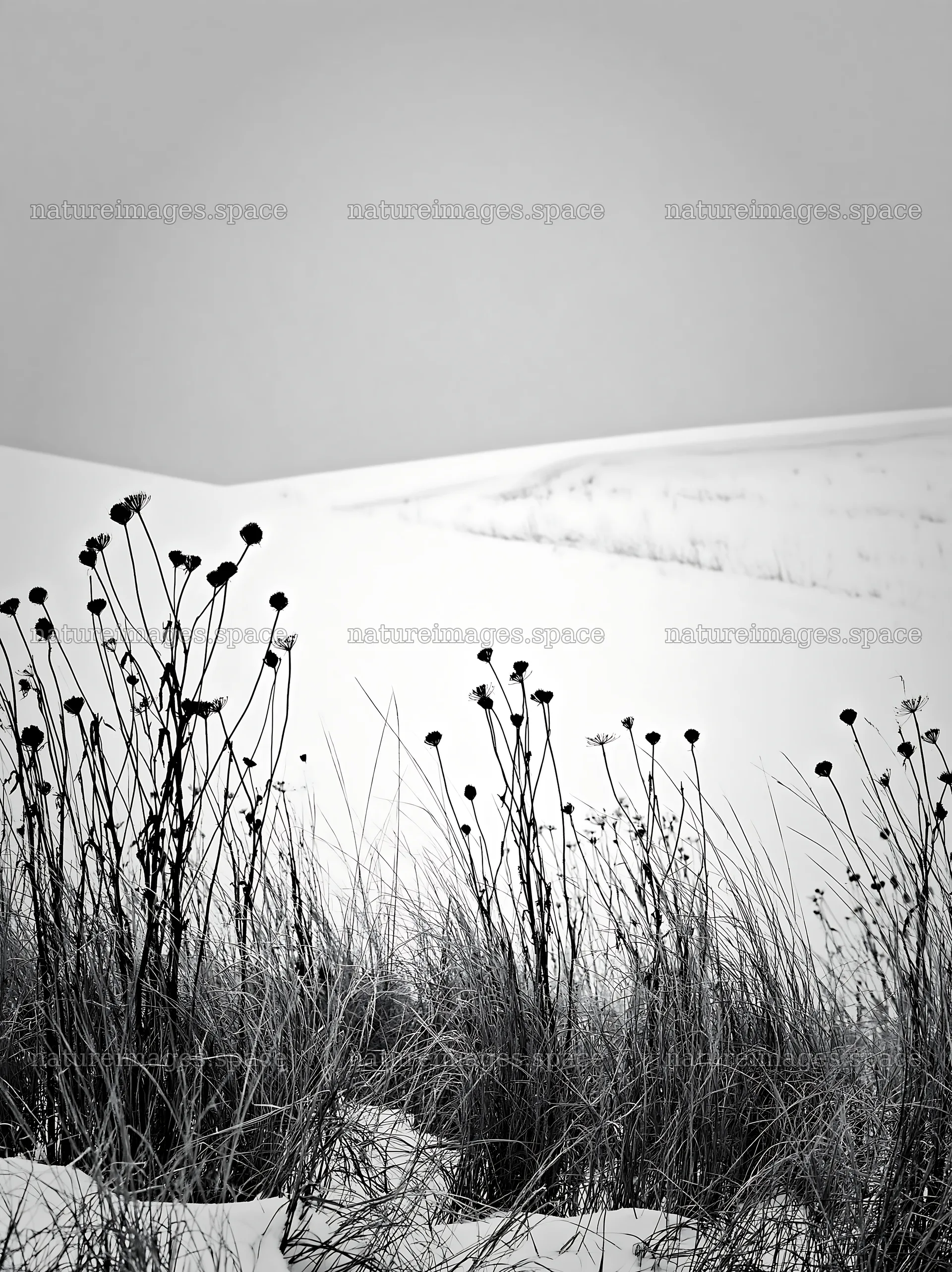Snowy highland meadow with dried plants in black and white – nature images 6866x9174