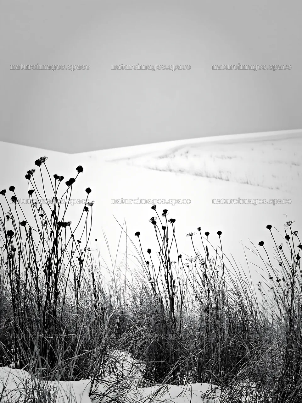Snowy highland meadow with dried plants in black and white – nature images 6866x9174
