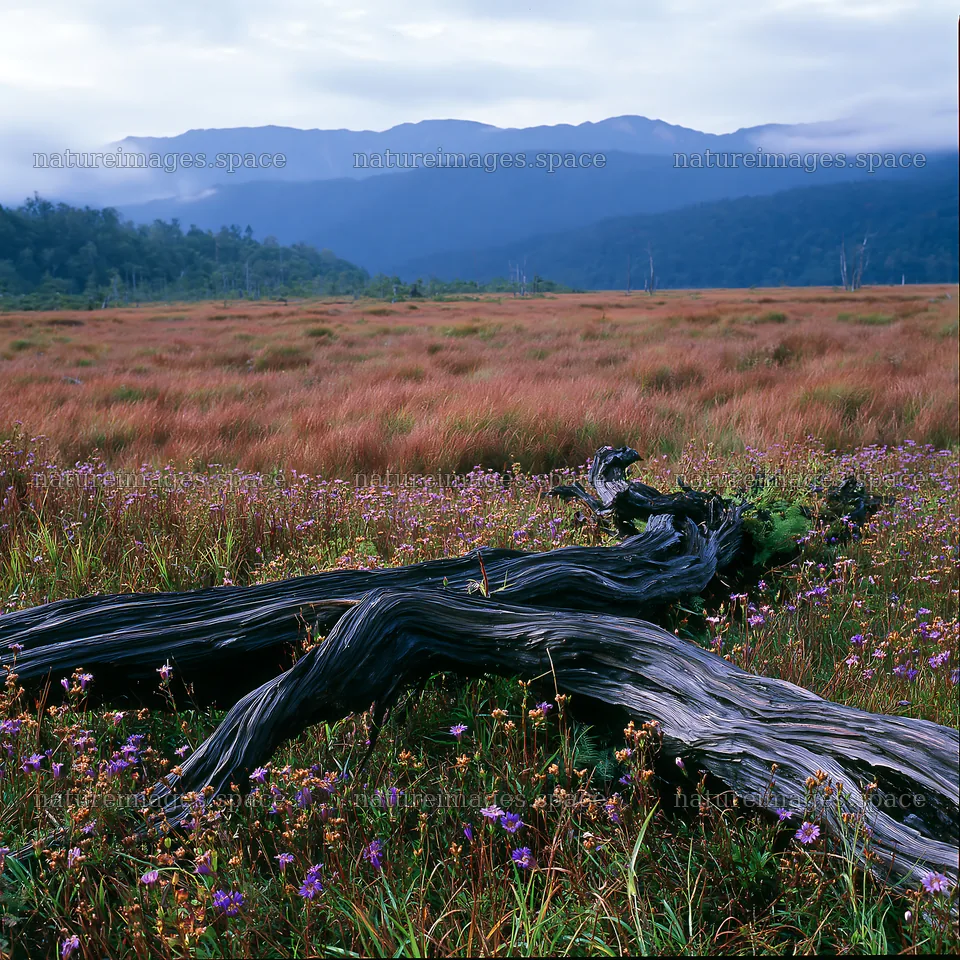 Wakayama autumn meadow with weathered wood in foreground – nature images 7938x7938