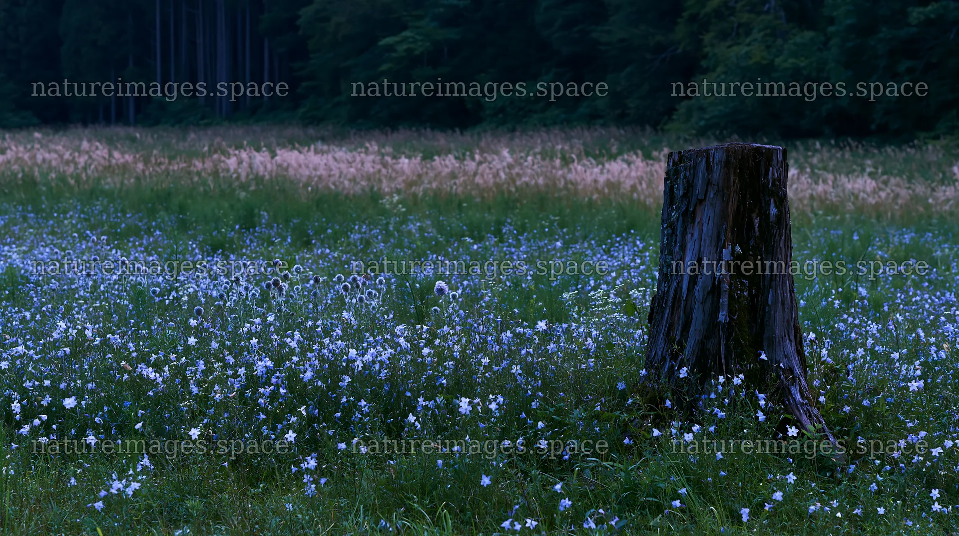 Fukushima native meadow with weathered stump – nature images 10608x5938