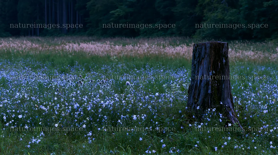 Fukushima native meadow with weathered stump – nature images 10608x5938