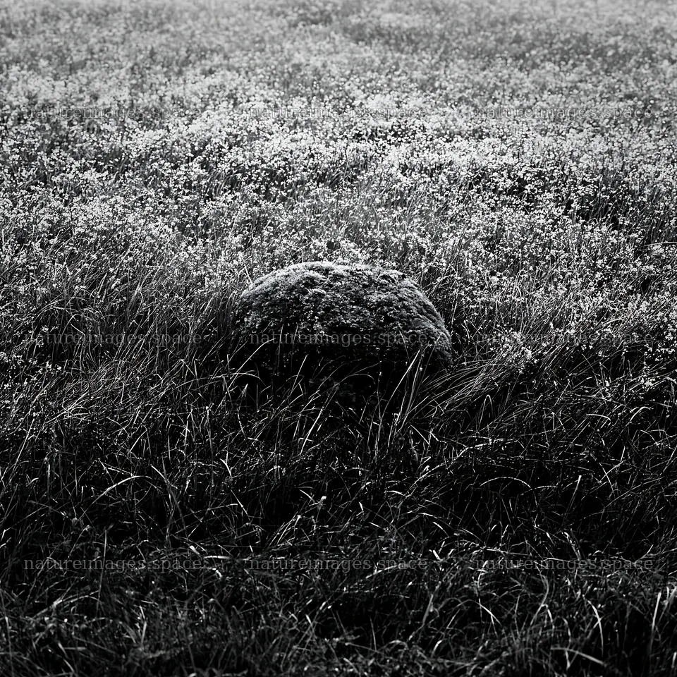 Miyagi spring recovery meadow mossy stone stands in grassy field – nature images 7938x7938