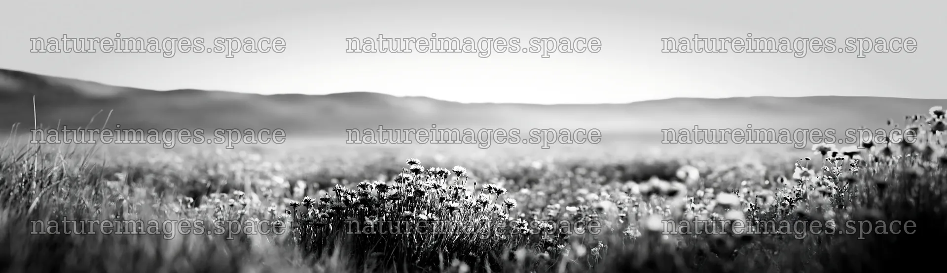 Colorful cornflower meadow under soft morning light – nature images 14762x4268